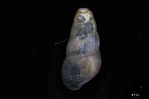  ( - ZMBN_161980)  @11 [ ] Creative Commons BY NC SA (2025) University of Bergen Natural History Collections