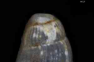  ( - ZMBN_161980)  @11 [ ] Creative Commons BY NC SA (2025) University of Bergen Natural History Collections