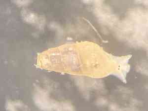  ( - ZMBN_161980)  @11 [ ] Creative Commons BY NC SA (2025) University of Bergen Natural History Collections