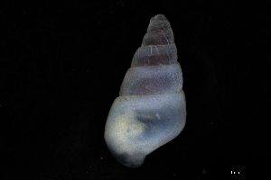  ( - 161996)  @11 [ ] Creative Commons BY NC SA (2025) University of Bergen Natural History Collections