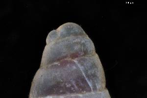 ( - 161996)  @11 [ ] Creative Commons BY NC SA (2025) University of Bergen Natural History Collections