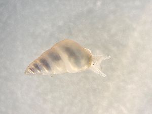  (Odostomia unidentata - 161996)  @11 [ ] Creative Commons BY NC SA (2025) University of Bergen Natural History Collections