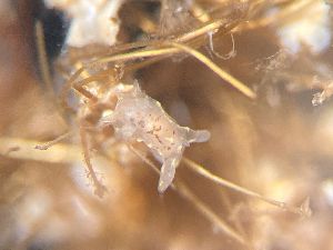  ( - 162002)  @11 [ ] Creative Commons BY NC SA (2025) University of Bergen Natural History Collections
