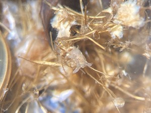  ( - 162002)  @11 [ ] Creative Commons BY NC SA (2025) University of Bergen Natural History Collections