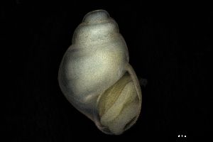  ( - 162005)  @11 [ ] Creative Commons BY NC SA (2025) University of Bergen Natural History Collections