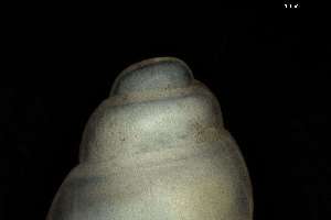  ( - 162005)  @11 [ ] Creative Commons BY NC SA (2025) University of Bergen Natural History Collections