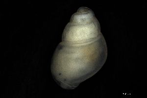  ( - 162005)  @11 [ ] Creative Commons BY NC SA (2025) University of Bergen Natural History Collections