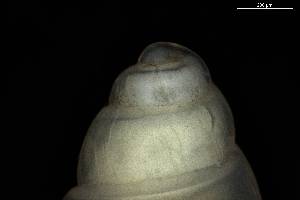  ( - 162005)  @11 [ ] Creative Commons BY NC SA (2025) University of Bergen Natural History Collections