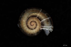  ( - 162015)  @11 [ ] Creative Commons BY NC SA (2025) University of Bergen Natural History Collections