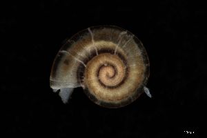  ( - 162015)  @11 [ ] Creative Commons BY NC SA (2025) University of Bergen Natural History Collections