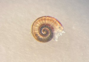  ( - 162015)  @11 [ ] Creative Commons BY NC SA (2025) University of Bergen Natural History Collections