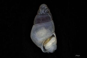  ( - 162017_01)  @11 [ ] Creative Commons BY NC SA (2025) University of Bergen Natural History Collections