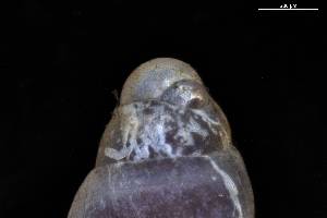  ( - 162017_01)  @11 [ ] Creative Commons BY NC SA (2025) University of Bergen Natural History Collections