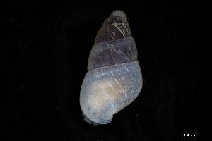  ( - 162017_01)  @11 [ ] Creative Commons BY NC SA (2025) University of Bergen Natural History Collections