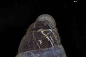  ( - 162017_01)  @11 [ ] Creative Commons BY NC SA (2025) University of Bergen Natural History Collections