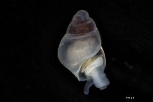  ( - 162017_02)  @11 [ ] Creative Commons BY NC SA (2025) University of Bergen Natural History Collections
