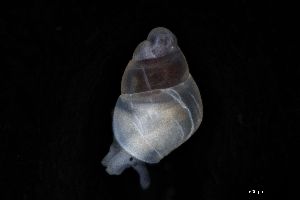  ( - 162017_02)  @11 [ ] Creative Commons BY NC SA (2025) University of Bergen Natural History Collections
