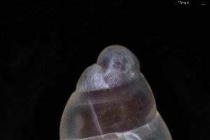  ( - 162017_02)  @11 [ ] Creative Commons BY NC SA (2025) University of Bergen Natural History Collections