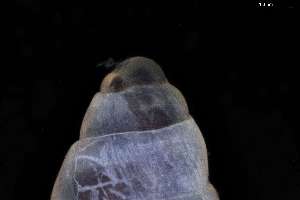  ( - 162017_03)  @11 [ ] Creative Commons BY NC SA (2025) University of Bergen Natural History Collections