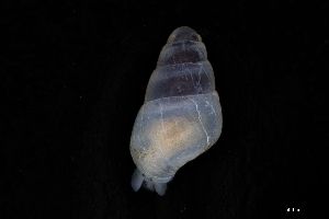  ( - 162017_03)  @11 [ ] Creative Commons BY NC SA (2025) University of Bergen Natural History Collections