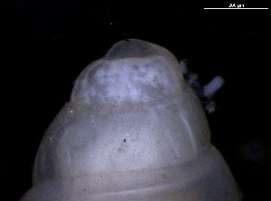  (Brachystomia scalaris - 162019_02)  @11 [ ] Creative Commons BY NC SA (2024) University of Bergen Natural History Collections
