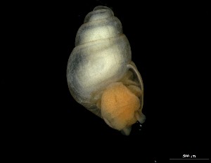  ( - 162025_01)  @11 [ ] Creative Commons BY NC SA (2024) University of Bergen Natural History Collections