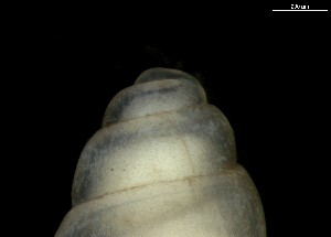  ( - 162025_01)  @11 [ ] Creative Commons BY NC SA (2024) University of Bergen Natural History Collections