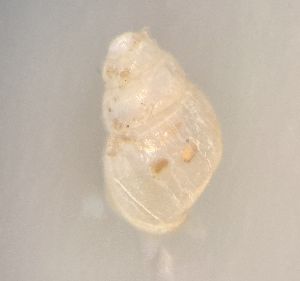  ( - 162025_01)  @11 [ ] Creative Commons BY NC SA (2024) University of Bergen Natural History Collections
