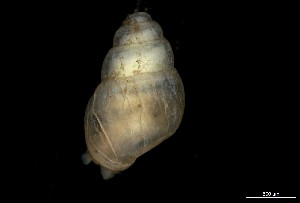  ( - 162025_01)  @11 [ ] Creative Commons BY NC SA (2024) University of Bergen Natural History Collections