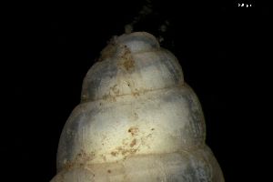  ( - 162025_01)  @11 [ ] Creative Commons BY NC SA (2024) University of Bergen Natural History Collections