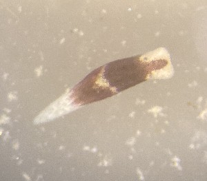  ( - 162029)  @11 [ ] Creative Commons BY NC SA (2025) University of Bergen Natural History Collections