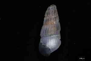  ( - ZMBN_162032)  @11 [ ] Creative Commons BY NC SA (2025) University of Bergen Natural History Collections