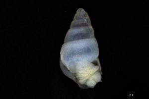  ( - ZMBN_162035)  @11 [ ] Creative Commons BY NC SA (2025) University of Bergen Natural History Collections
