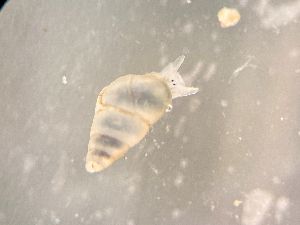  ( - ZMBN_162035)  @11 [ ] Creative Commons BY NC SA (2025) University of Bergen Natural History Collections