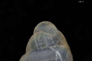  ( - ZMBN_162035)  @11 [ ] Creative Commons BY NC SA (2025) University of Bergen Natural History Collections