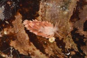 ( - 162077)  @11 [ ] Creative Commons BY NC SA (2025) University of Bergen Natural History Collections
