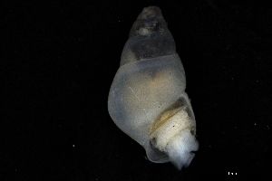  (Odostomia striolata - ZMBN_162090)  @11 [ ] Creative Commons BY NC SA (2025) University of Bergen Natural History Collections