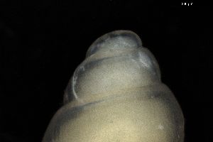  ( - ZMBN_162098)  @11 [ ] Creative Commons BY NC SA (2025) University of Bergen Natural History Collections