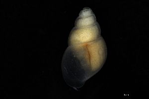  ( - ZMBN_162098)  @11 [ ] Creative Commons BY NC SA (2025) University of Bergen Natural History Collections