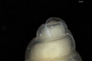  ( - ZMBN_162098)  @11 [ ] Creative Commons BY NC SA (2025) University of Bergen Natural History Collections