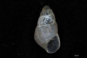  (Odostomia turrita - ZMBN_162103)  @11 [ ] Creative Commons BY NC SA (2025) University of Bergen Natural History Collections