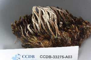  ( - CCDB-33275-A03)  @11 [ ] CreativeCommons - Attribution (2019) Centre for Biodiversity Genomics Centre for Biodiversity Genomics