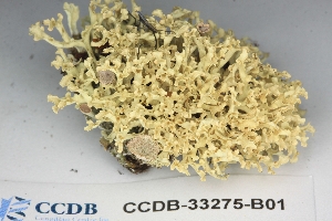  ( - CCDB-33275-B01)  @11 [ ] CreativeCommons - Attribution (2019) Centre for Biodiversity Genomics Centre for Biodiversity Genomics