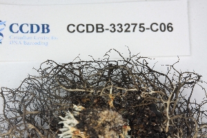  ( - CCDB-33275-C06)  @11 [ ] CreativeCommons - Attribution (2019) Centre for Biodiversity Genomics Centre for Biodiversity Genomics