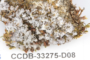  ( - CCDB-33275-D08)  @11 [ ] CreativeCommons - Attribution (2019) Centre for Biodiversity Genomics Centre for Biodiversity Genomics