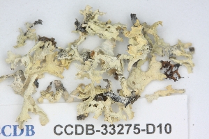  ( - CCDB-33275-D10)  @11 [ ] CreativeCommons - Attribution (2019) Centre for Biodiversity Genomics Centre for Biodiversity Genomics