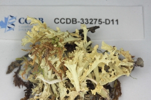  ( - CCDB-33275-D11)  @11 [ ] CreativeCommons - Attribution (2019) Centre for Biodiversity Genomics Centre for Biodiversity Genomics
