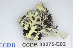  ( - CCDB-33275-E02)  @11 [ ] CreativeCommons - Attribution (2019) Centre for Biodiversity Genomics Centre for Biodiversity Genomics