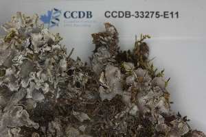  ( - CCDB-33275-E11)  @11 [ ] CreativeCommons - Attribution (2019) Centre for Biodiversity Genomics Centre for Biodiversity Genomics