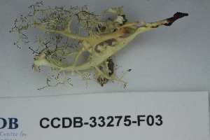  ( - CCDB-33275-F03)  @11 [ ] CreativeCommons - Attribution (2019) Centre for Biodiversity Genomics Centre for Biodiversity Genomics